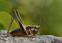Image result for Crickets Chirping at Night