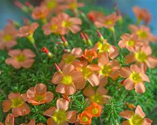 Image result for Oxalis massoniana