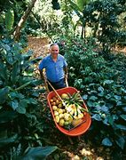 Image result for Fruits Giant in the Forest