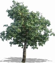 Image result for Apple Tree Cut Out