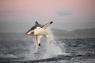 Image result for Shark Salbabida