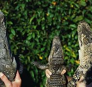 Image result for Alligator Crocodile Caiman