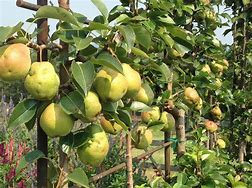 Image result for Espalier Pear Tree