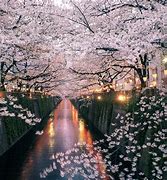 Image result for Sakura Blossom Wallpaper