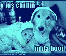 Image result for Bro Is Not Chillin Cat
