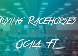 Image result for Paint Racehorses