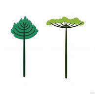 Image result for Tall Tree Vector