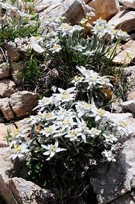 Image result for Leontopodium alpinum Stella Bavariae