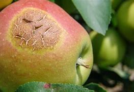 Image result for Suburnt Apple's