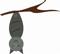 Image result for Cartoon Bat Haning