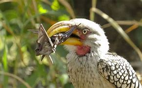 Image result for Hornbill Hunting Bats