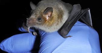 Image result for Mexican Long-Nosed Bat