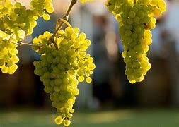 Image result for White Wine Grape Varieties