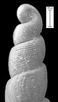 Image result for Fossil of a Rope Image