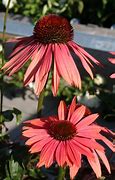 Image result for Echinacea purpurea Sunset ®