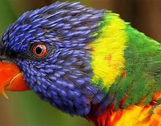 Image result for Beautiful Tropical Birds