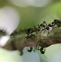 Image result for Ant Antenna
