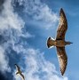 Image result for Birds Flying in the Sky Shot From a Drone High Quality