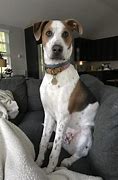 Image result for Great Dane Beagle Mix