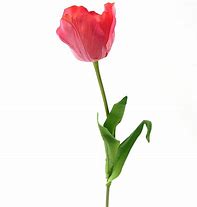 Image result for Fountain Tulip Spray 2.5 Inches