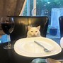 Image result for Angry Confused Cat Meme