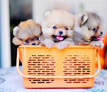 Image result for Pregnant Pomeranian