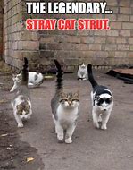 Image result for Strutting Cat Meme