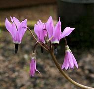 Image result for Zone 8 Flowers