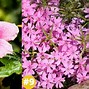 Image result for Indoor Plants with Pink Flowers