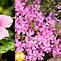 Image result for Types of Perennial Flowers