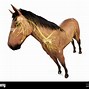 Image result for Horse Brain Anatomy