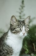 Image result for Grey and White Cat