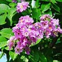Image result for Lagerstroemia Royalty