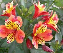 Image result for Peruvian Lily