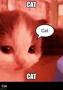 Image result for WoW Cat Meme