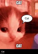 Image result for Coool Cat Meme