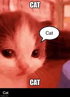 Image result for Cat Finger Meme