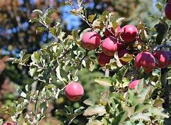 Image result for Malus domestica Fuji