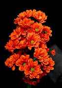Image result for Orange Chrysanthemum Flower
