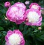 Image result for Paeonia Bowl of Beauty (Lactif-SD-Group)