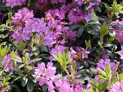 Image result for Rhododendron Catawbiense Grandiflorum