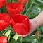 Image result for Tulipa Parade