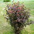 Image result for Physocarpus opulifolius Red Baron