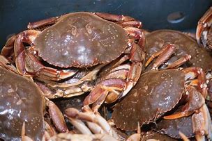 Image result for Rock Crab Clusters