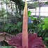 Image result for Biggest Flower in the World vs Human