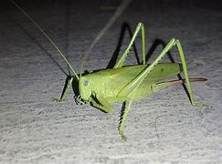 Image result for Rainbow Cricket Animal