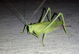 Image result for Cricket the Animal