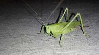 Image result for Cricket Animal Guy