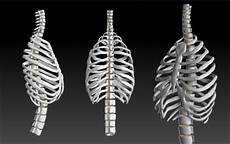 organi gabbia toracica dolore intercostale sinistro malattie cause dolori organi gabbia toracica dolore intercostale sinistro malattie cause dolori