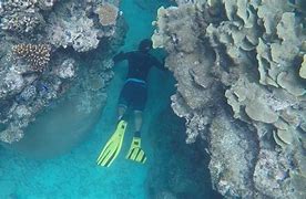 Image result for Fiji Islands Snorkeling